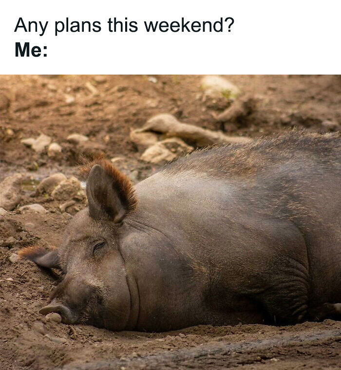 88 Amusing, Cute, And Incredibly Relatable Animal Memes To Make Your Day