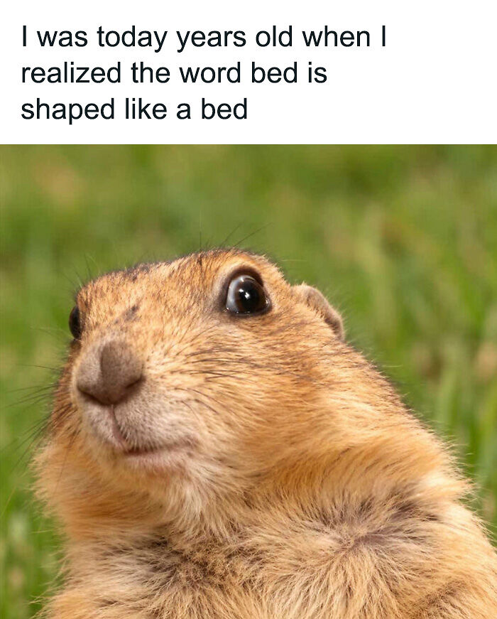 88 Amusing, Cute, And Incredibly Relatable Animal Memes To Make Your Day