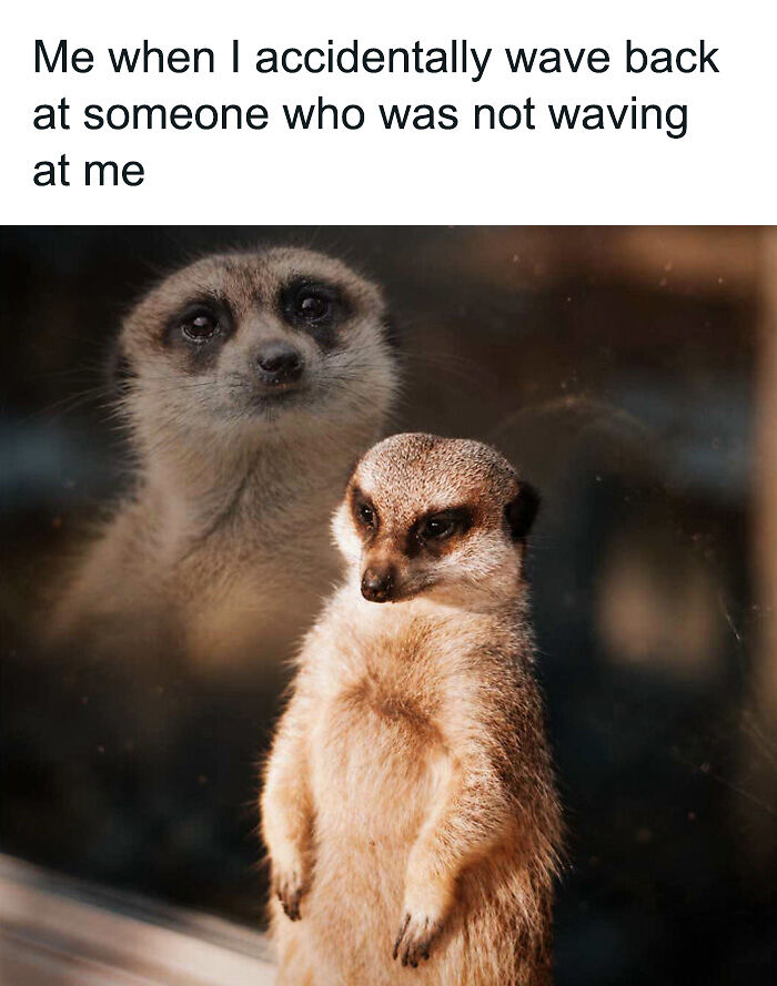88 Amusing, Cute, And Incredibly Relatable Animal Memes To Make Your Day