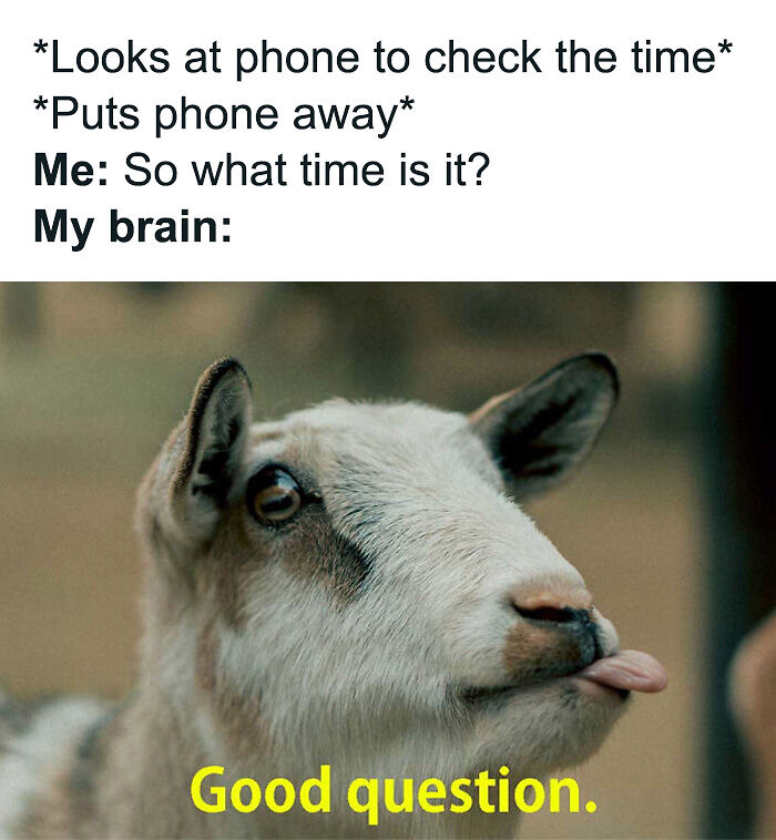 88 Amusing, Cute, And Incredibly Relatable Animal Memes To Make Your Day
