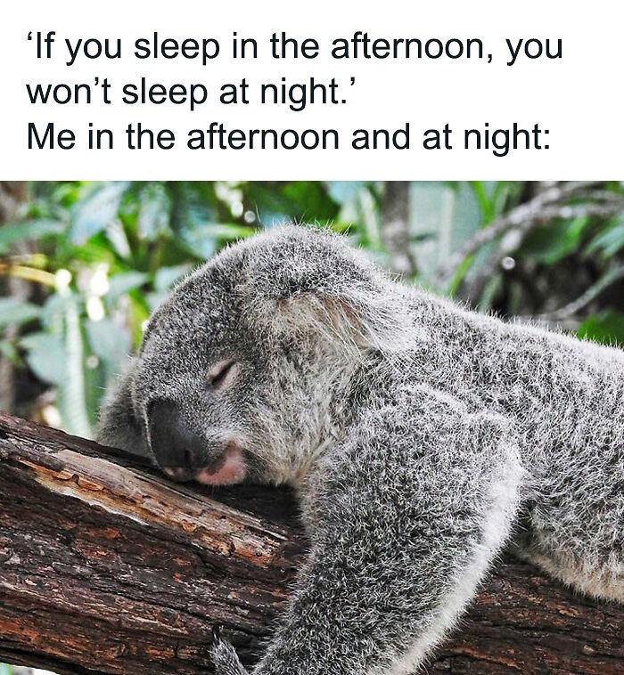 88 Amusing, Cute, And Incredibly Relatable Animal Memes To Make Your Day