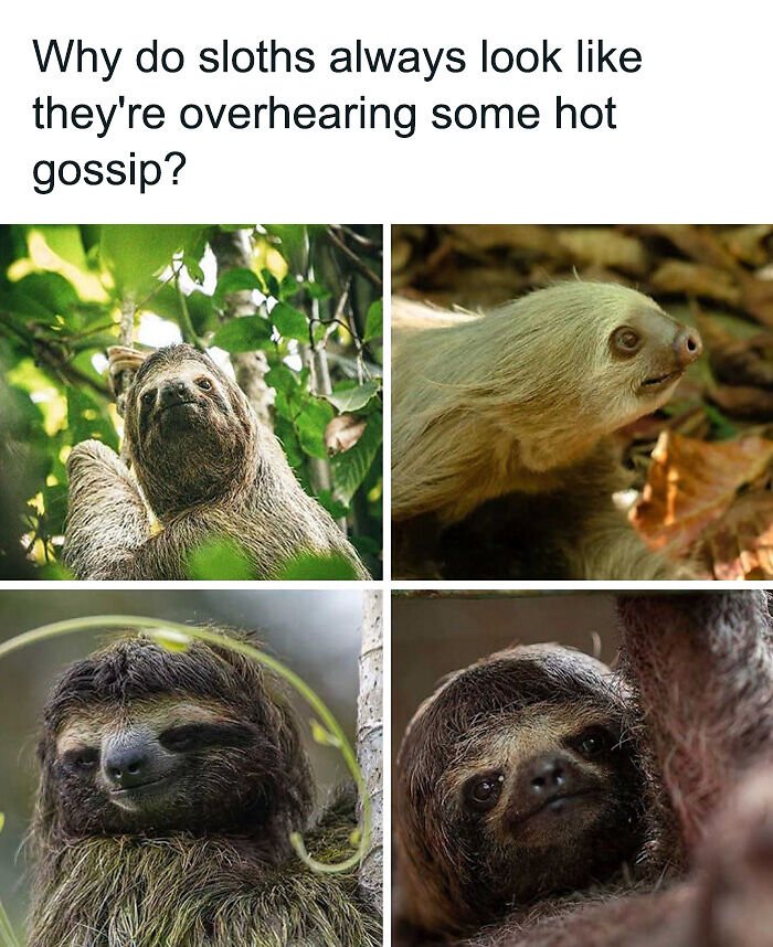 88 Amusing, Cute, And Incredibly Relatable Animal Memes To Make Your Day