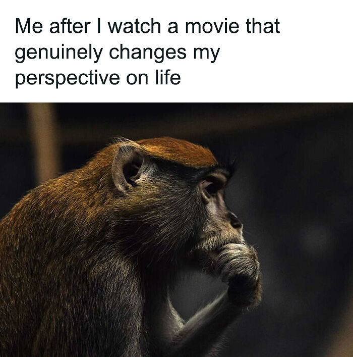88 Amusing, Cute, And Incredibly Relatable Animal Memes To Make Your Day
