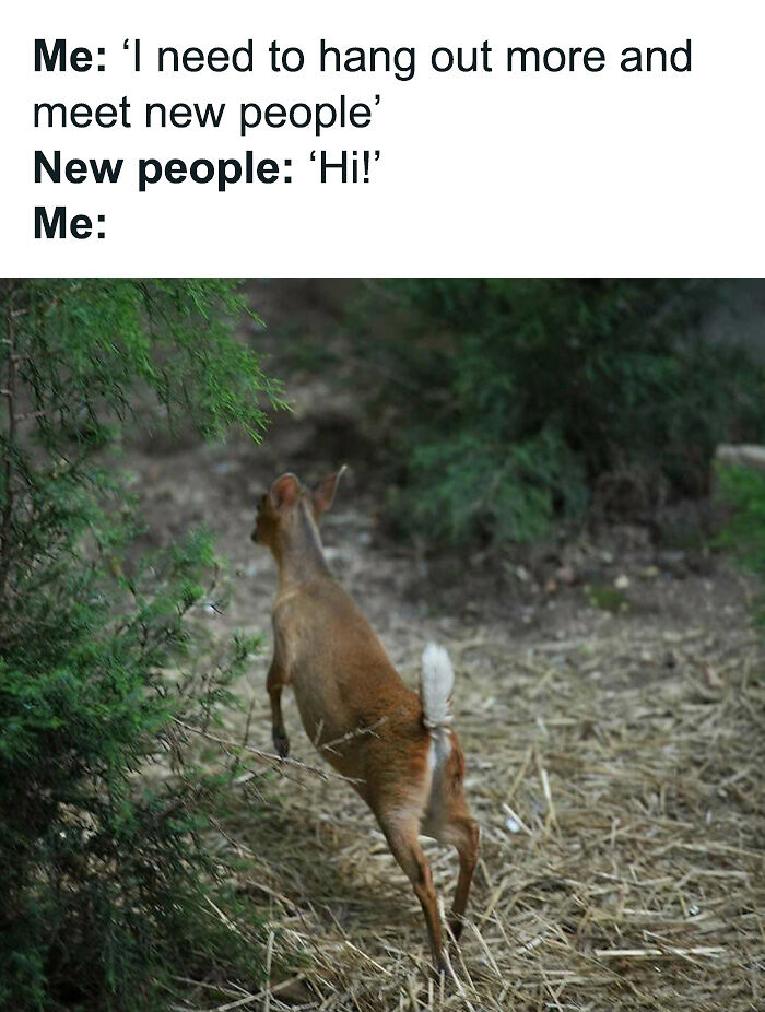 88 Amusing, Cute, And Incredibly Relatable Animal Memes To Make Your Day