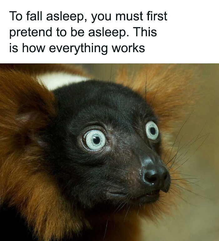 88 Amusing, Cute, And Incredibly Relatable Animal Memes To Make Your Day