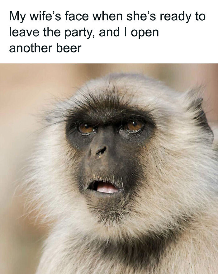 88 Amusing, Cute, And Incredibly Relatable Animal Memes To Make Your Day