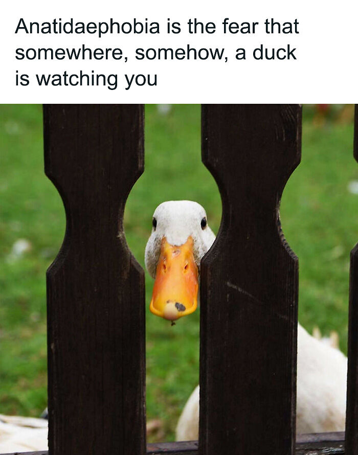 88 Amusing, Cute, And Incredibly Relatable Animal Memes To Make Your Day