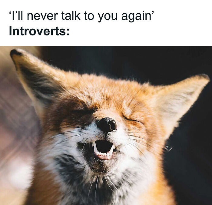 88 Amusing, Cute, And Incredibly Relatable Animal Memes To Make Your Day