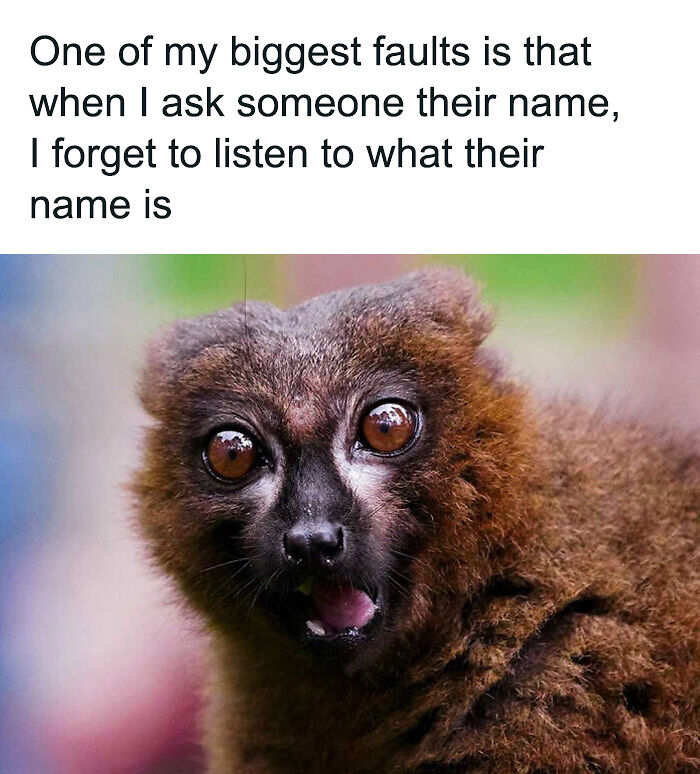 88 Amusing, Cute, And Incredibly Relatable Animal Memes To Make Your Day