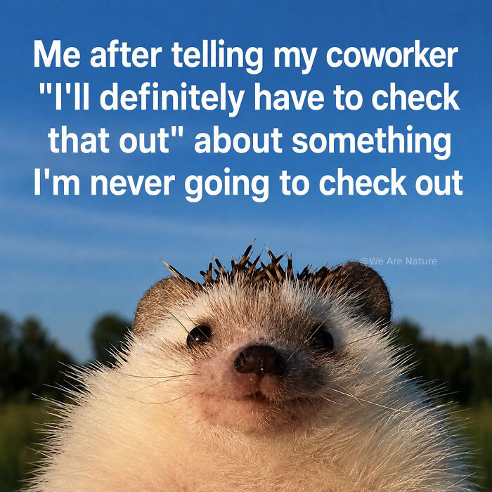 88 Amusing, Cute, And Incredibly Relatable Animal Memes To Make Your Day