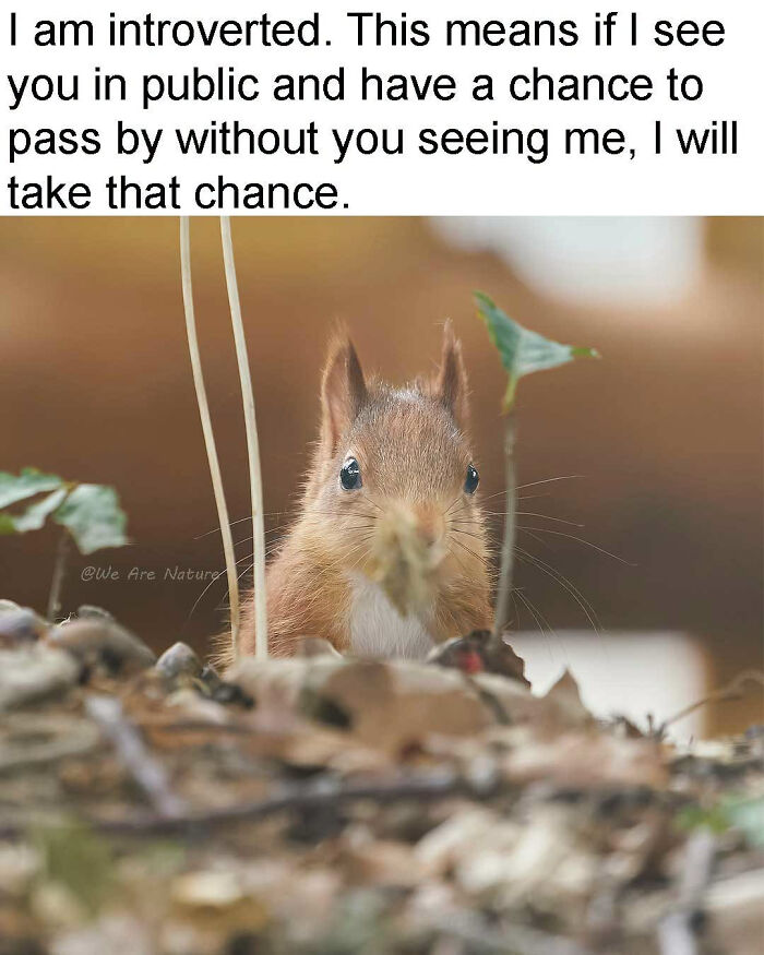 88 Amusing, Cute, And Incredibly Relatable Animal Memes To Make Your Day