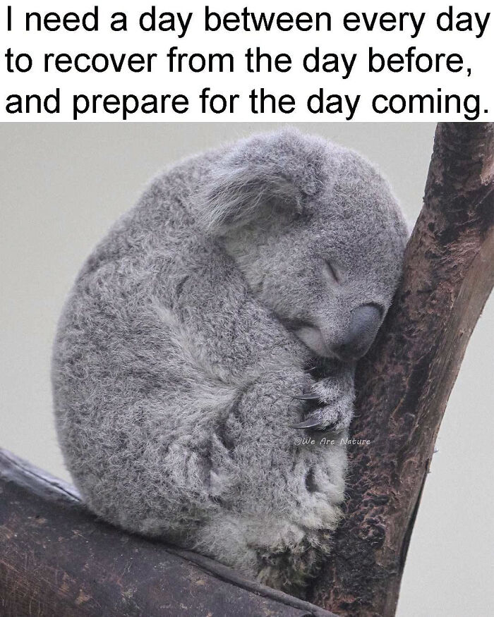 88 Amusing, Cute, And Incredibly Relatable Animal Memes To Make Your Day