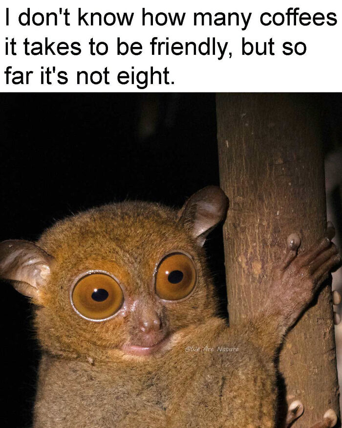 88 Amusing, Cute, And Incredibly Relatable Animal Memes To Make Your Day