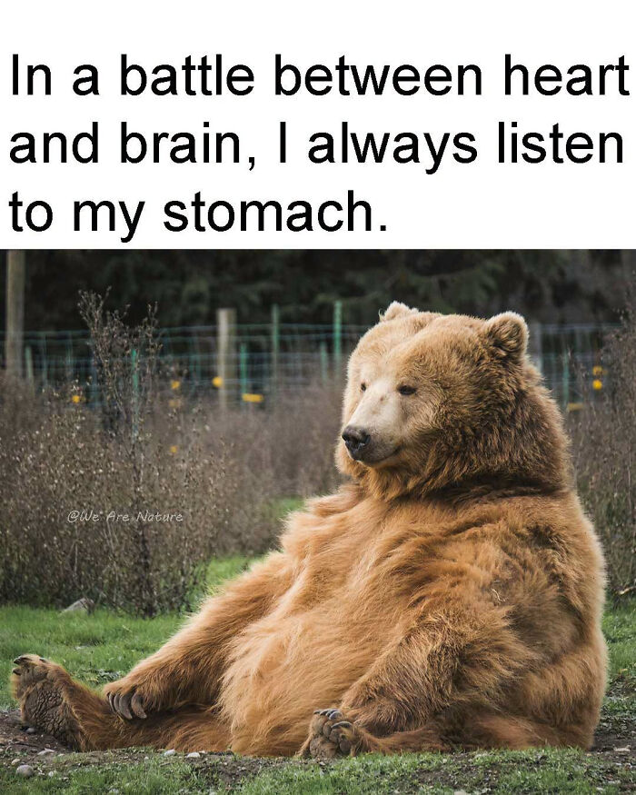 88 Amusing, Cute, And Incredibly Relatable Animal Memes To Make Your Day