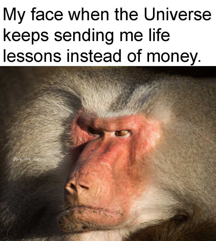 88 Amusing, Cute, And Incredibly Relatable Animal Memes To Make Your Day