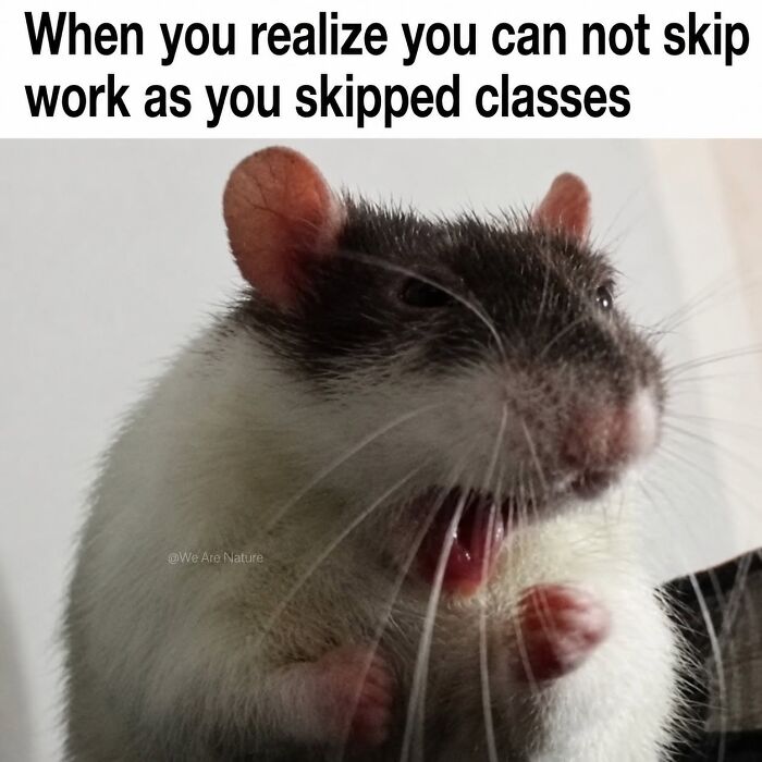 88 Amusing, Cute, And Incredibly Relatable Animal Memes To Make Your Day