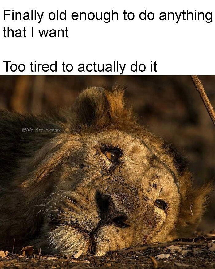 88 Amusing, Cute, And Incredibly Relatable Animal Memes To Make Your Day