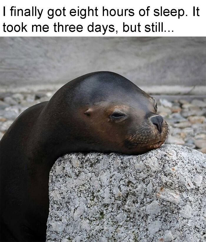 88 Amusing, Cute, And Incredibly Relatable Animal Memes To Make Your Day