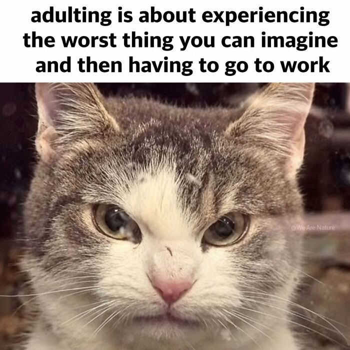 88 Amusing, Cute, And Incredibly Relatable Animal Memes To Make Your Day