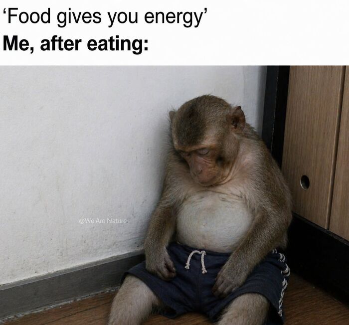 88 Amusing, Cute, And Incredibly Relatable Animal Memes To Make Your Day