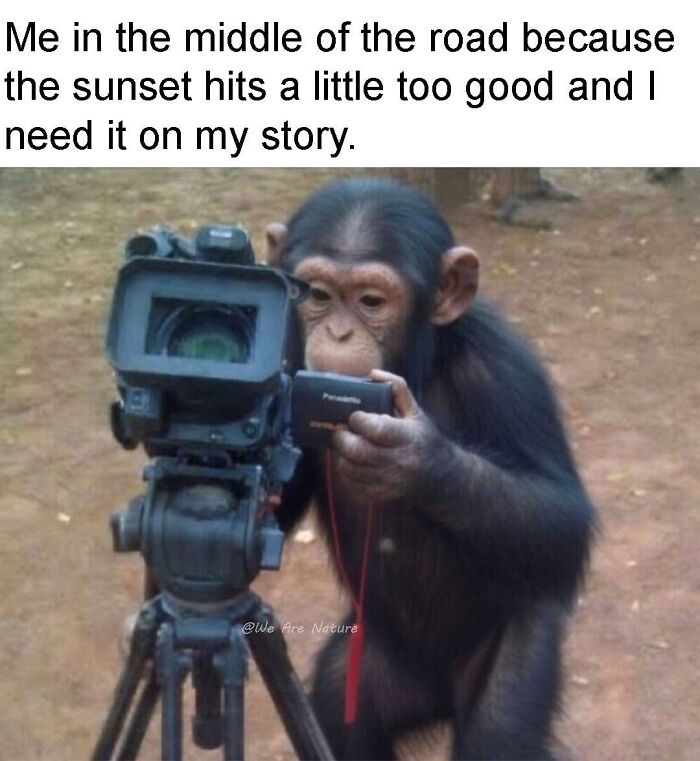 88 Amusing, Cute, And Incredibly Relatable Animal Memes To Make Your Day