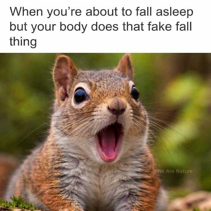 88 Amusing, Cute, And Incredibly Relatable Animal Memes To Make Your Day