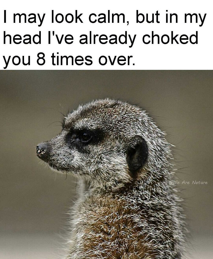 88 Amusing, Cute, And Incredibly Relatable Animal Memes To Make Your Day