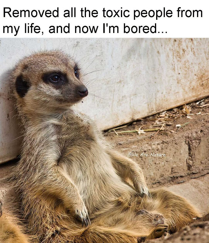 88 Amusing, Cute, And Incredibly Relatable Animal Memes To Make Your Day