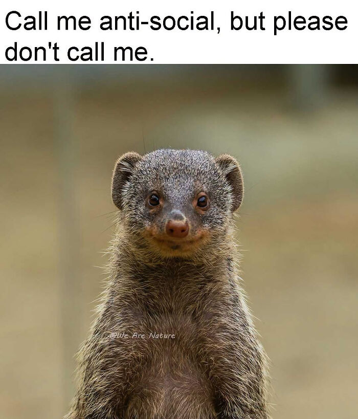 88 Amusing, Cute, And Incredibly Relatable Animal Memes To Make Your Day