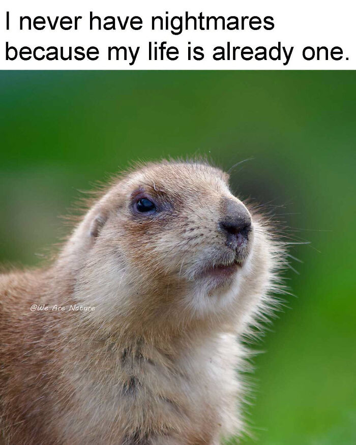 88 Amusing, Cute, And Incredibly Relatable Animal Memes To Make Your Day