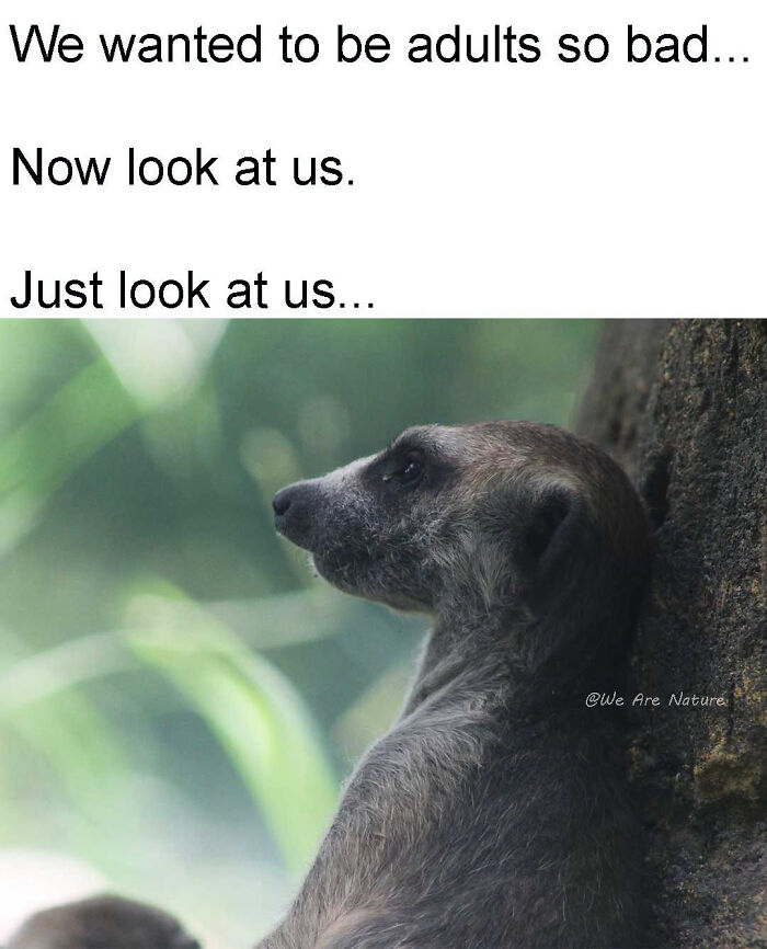 88 Amusing, Cute, And Incredibly Relatable Animal Memes To Make Your Day