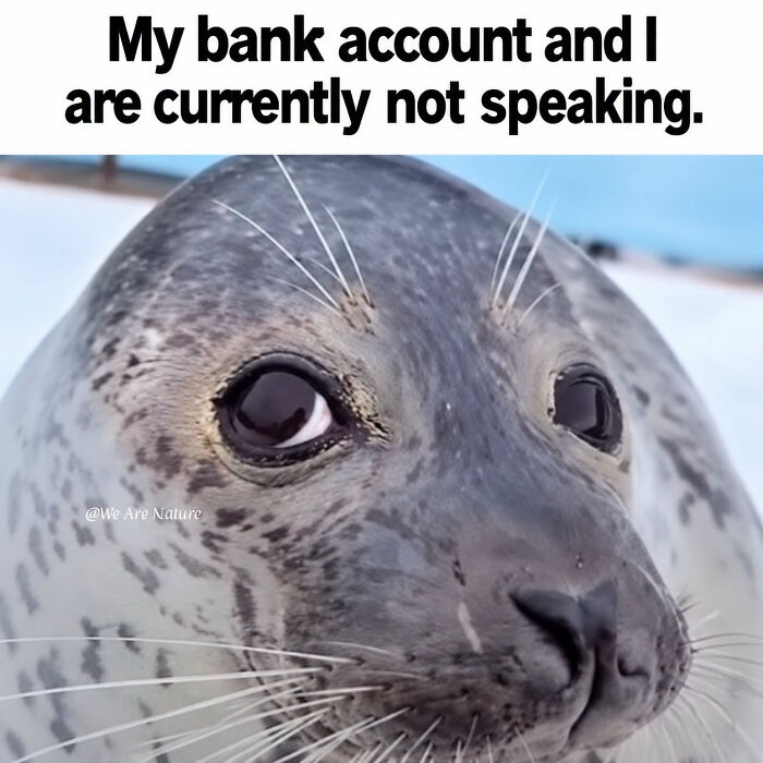 88 Amusing, Cute, And Incredibly Relatable Animal Memes To Make Your Day