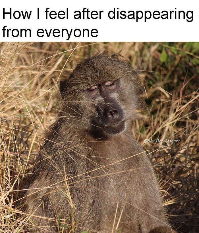 88 Amusing, Cute, And Incredibly Relatable Animal Memes To Make Your Day