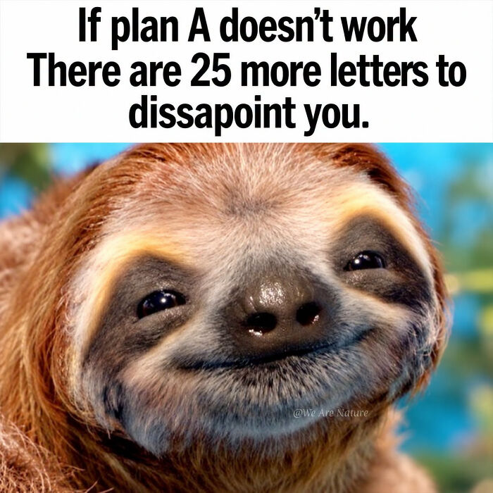 88 Amusing, Cute, And Incredibly Relatable Animal Memes To Make Your Day