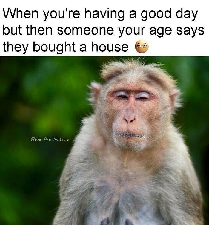88 Amusing, Cute, And Incredibly Relatable Animal Memes To Make Your Day