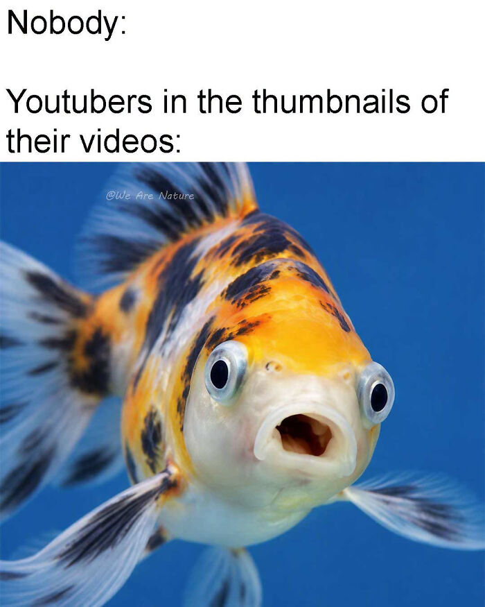 88 Amusing, Cute, And Incredibly Relatable Animal Memes To Make Your Day