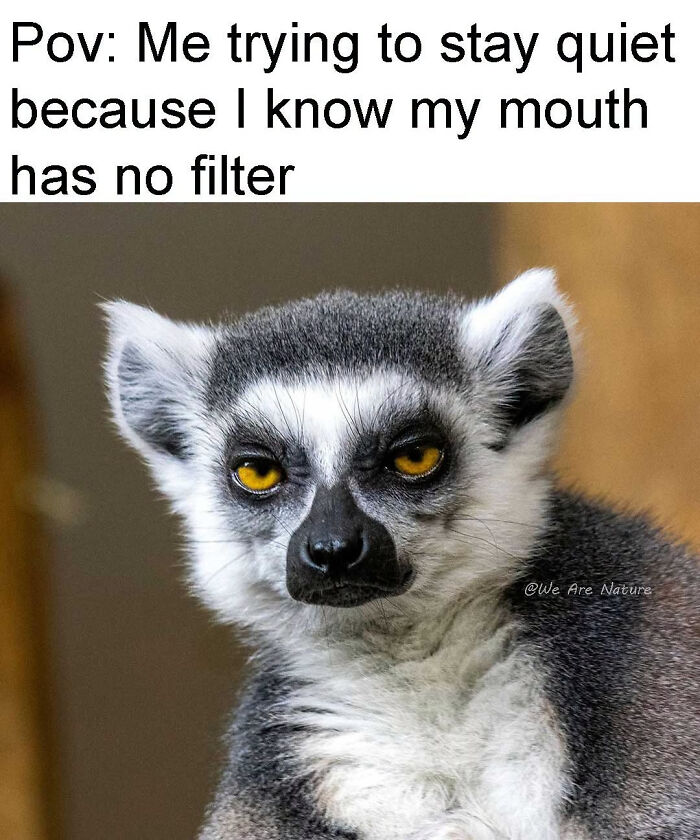 88 Amusing, Cute, And Incredibly Relatable Animal Memes To Make Your Day