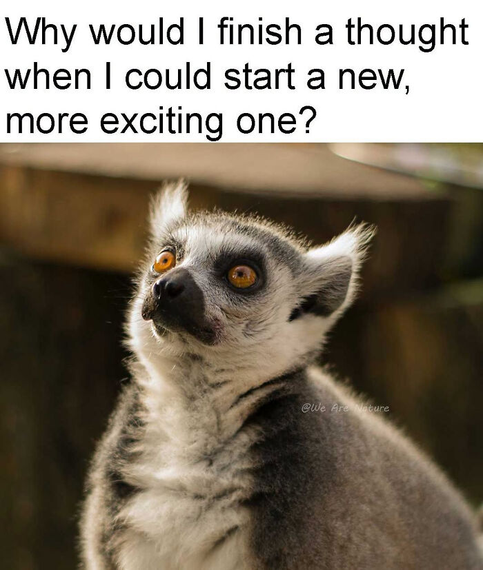 88 Amusing, Cute, And Incredibly Relatable Animal Memes To Make Your Day
