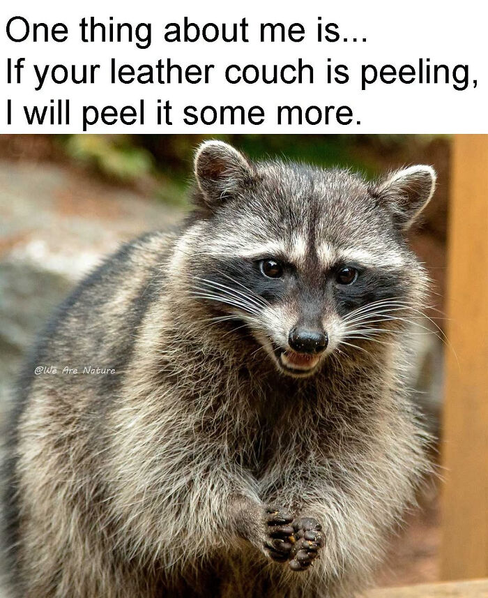 88 Amusing, Cute, And Incredibly Relatable Animal Memes To Make Your Day