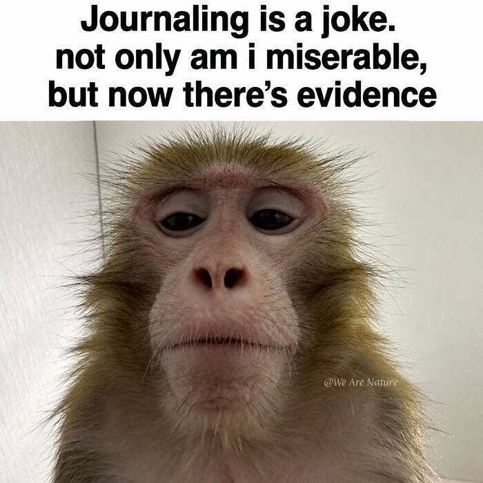 88 Amusing, Cute, And Incredibly Relatable Animal Memes To Make Your Day