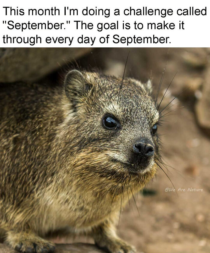 88 Amusing, Cute, And Incredibly Relatable Animal Memes To Make Your Day