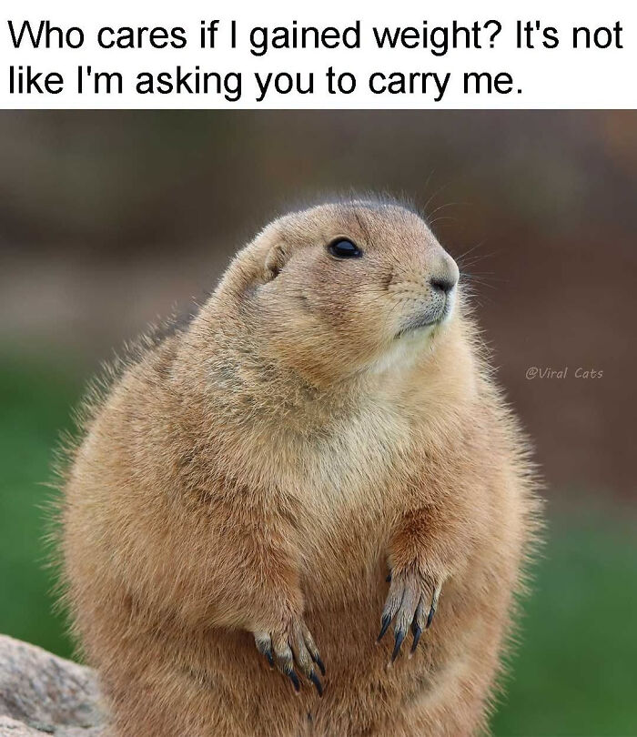 88 Amusing, Cute, And Incredibly Relatable Animal Memes To Make Your Day