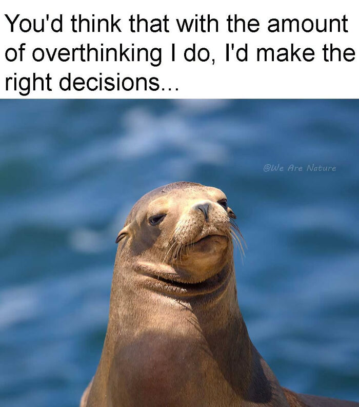 88 Amusing, Cute, And Incredibly Relatable Animal Memes To Make Your Day