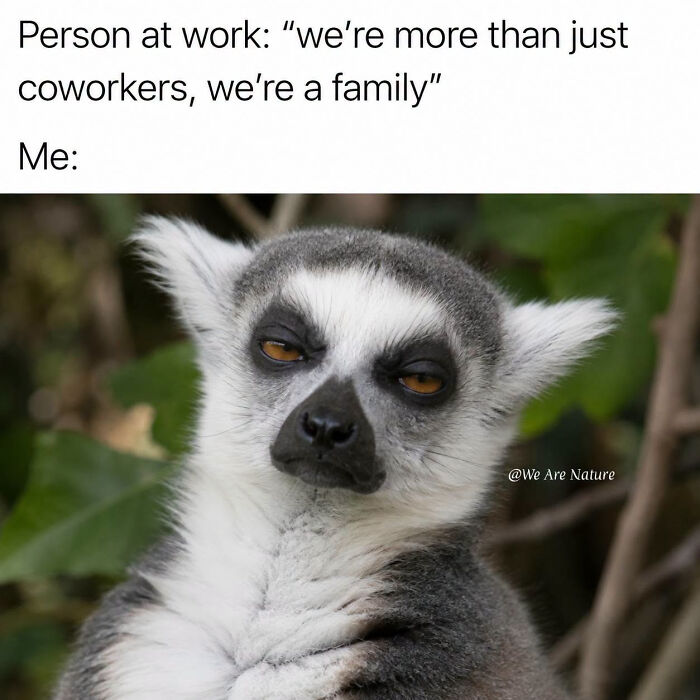 88 Amusing, Cute, And Incredibly Relatable Animal Memes To Make Your Day