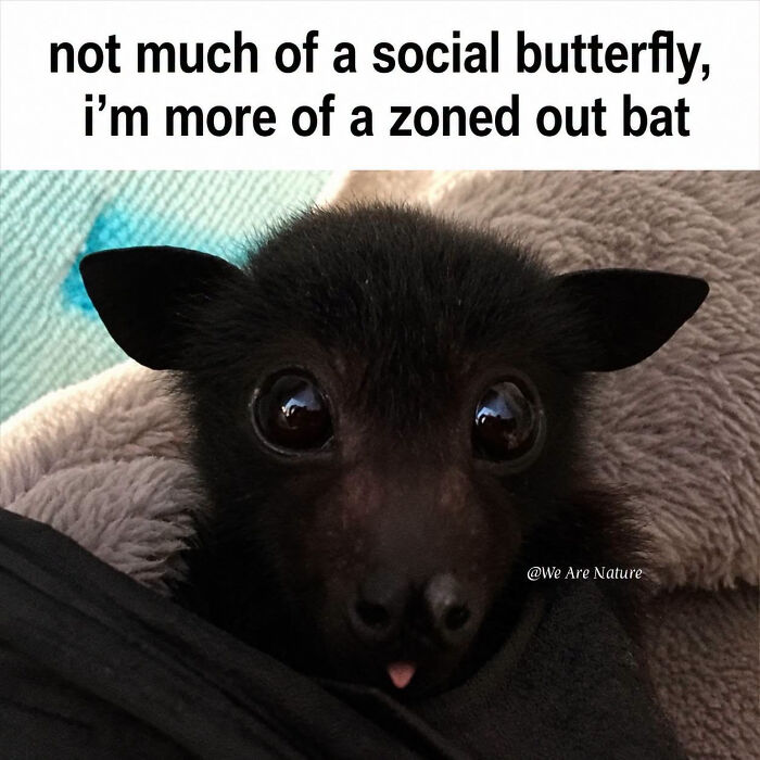 88 Amusing, Cute, And Incredibly Relatable Animal Memes To Make Your Day