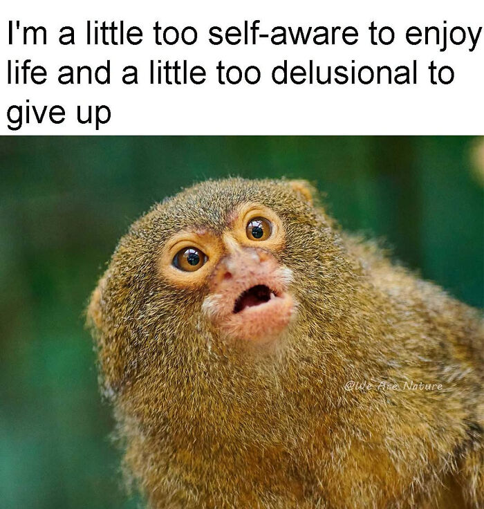 88 Amusing, Cute, And Incredibly Relatable Animal Memes To Make Your Day