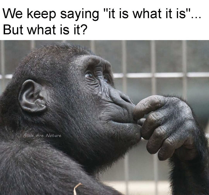 88 Amusing, Cute, And Incredibly Relatable Animal Memes To Make Your Day