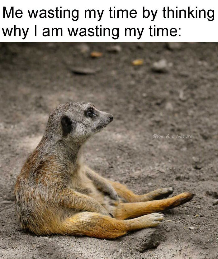 88 Amusing, Cute, And Incredibly Relatable Animal Memes To Make Your Day
