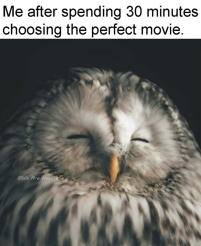 88 Amusing, Cute, And Incredibly Relatable Animal Memes To Make Your Day