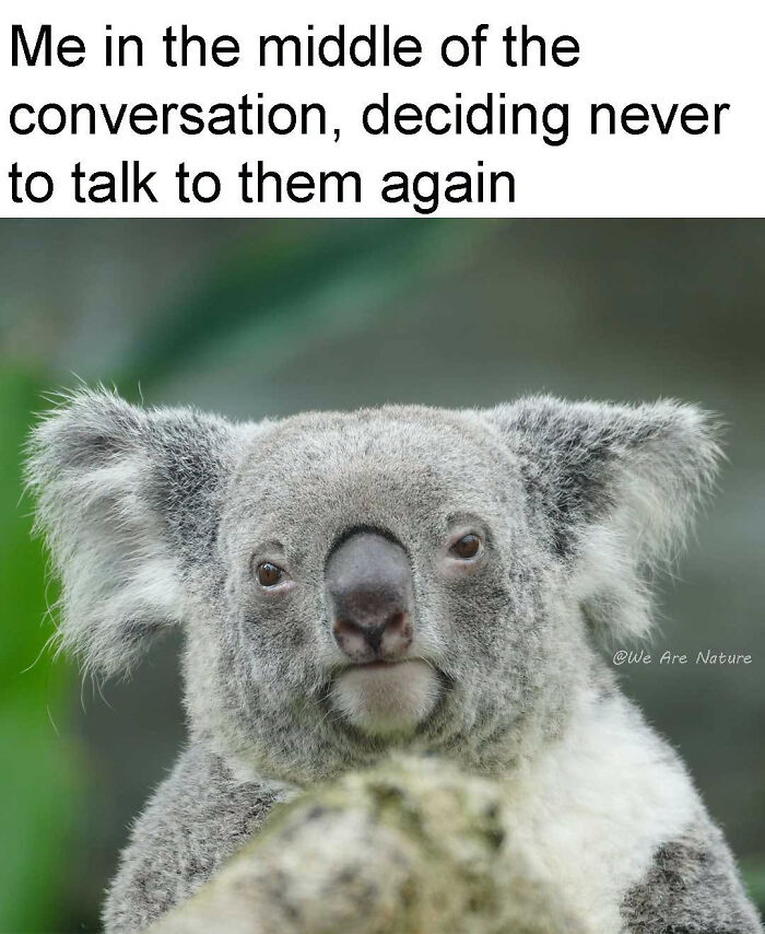 88 Amusing, Cute, And Incredibly Relatable Animal Memes To Make Your Day